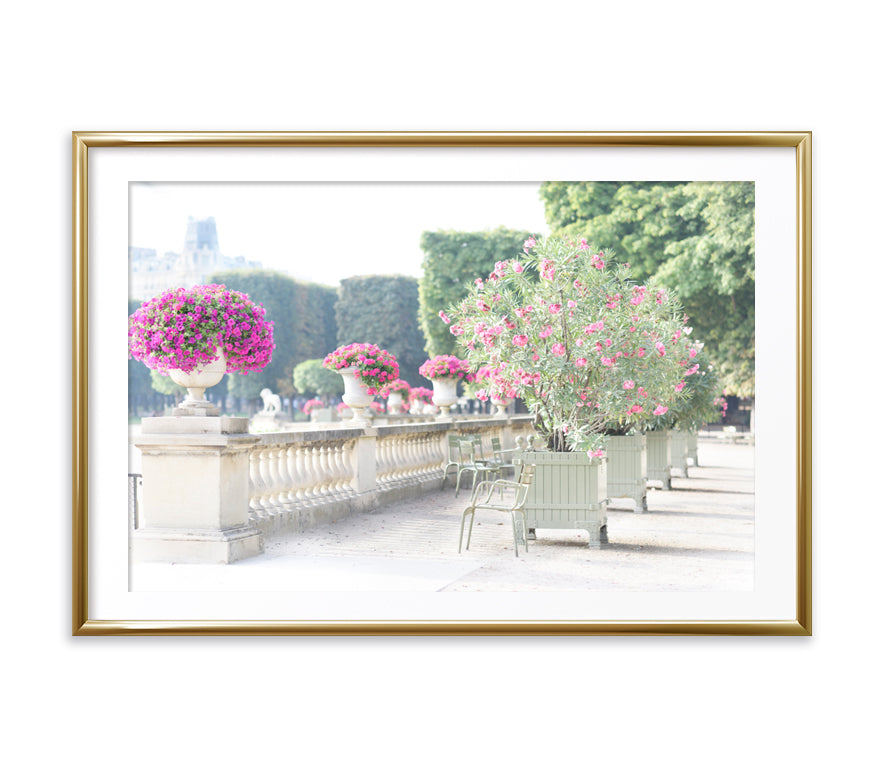 Oleanders in Bloom, Luxembourg Gardens