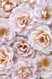 Ethereal Reveries Collection