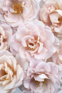 Ethereal Reveries Collection