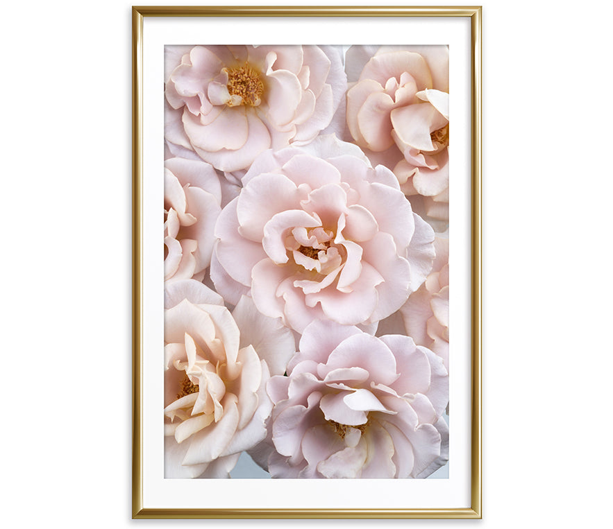 Ethereal Reveries Collection