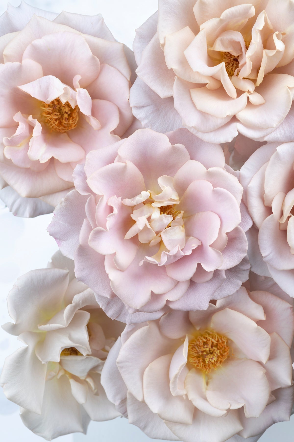 Ethereal Reveries Collection