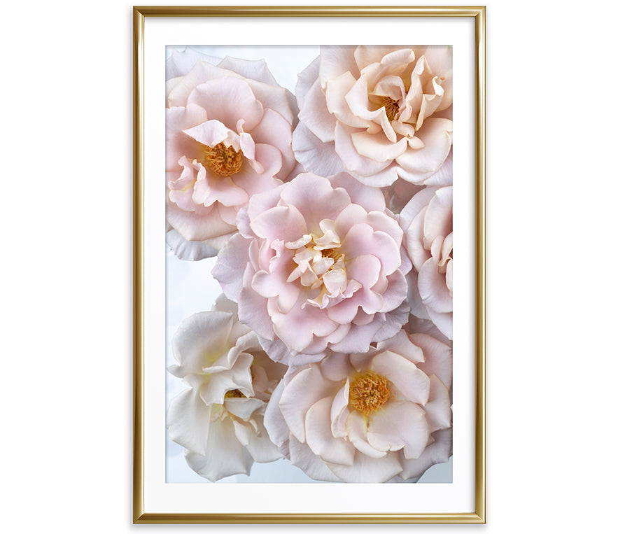 Ethereal Reveries Collection