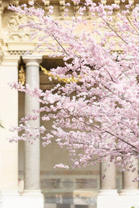 Paris in Blush Collection