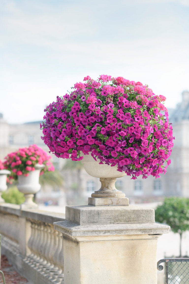 Summer Urns at Luxembourg Gardens