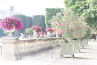 Oleanders in Bloom, Luxembourg Gardens