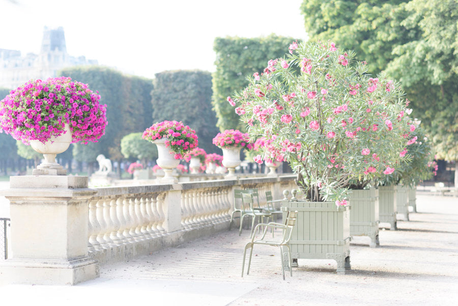 Oleanders in Bloom, Luxembourg Gardens