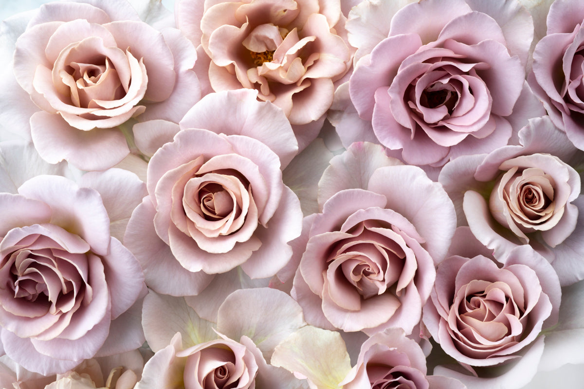 Ethereal Roses