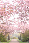 The Broad Walk