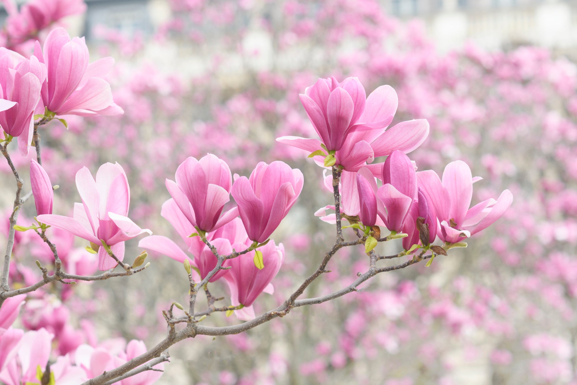 Parisian Magnolias