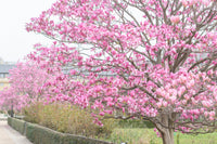 Under the Magnolia Tree