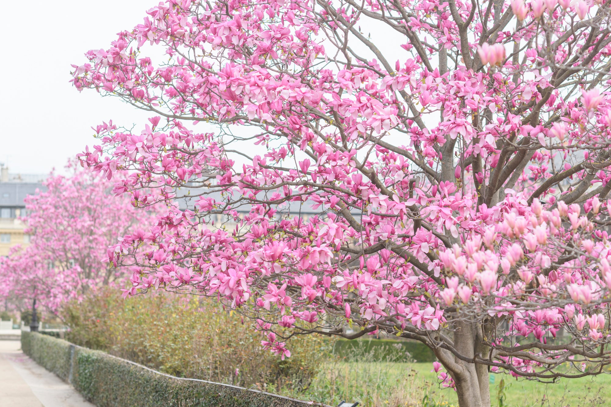 Under the Magnolia Tree