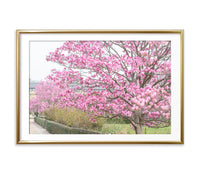 Under the Magnolia Tree