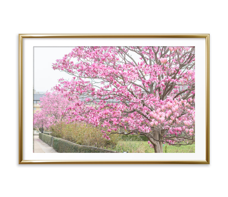 Under the Magnolia Tree