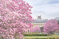 Magnolia Garden in Paris