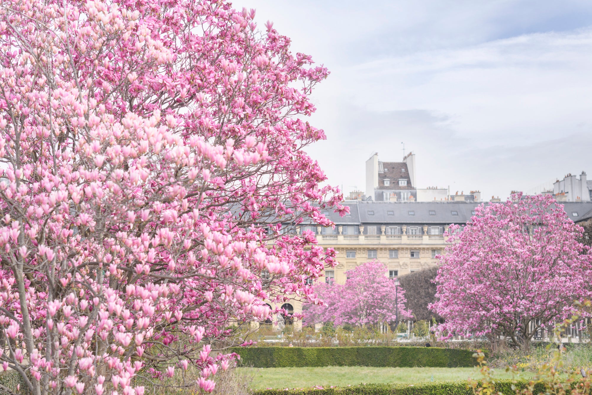 Magnolia Garden in Paris