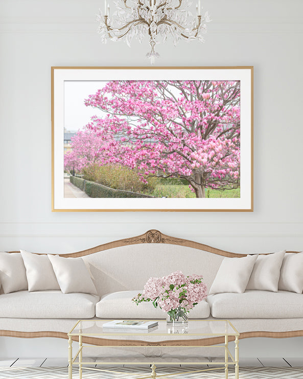 Under the Magnolia Tree