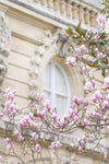 Magnolia Blossoms and Window