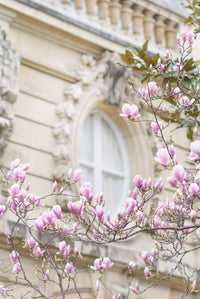 Magnolia Blossoms and Window