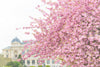 Paris Gardens in Spring
