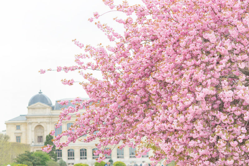 Paris Gardens in Spring
