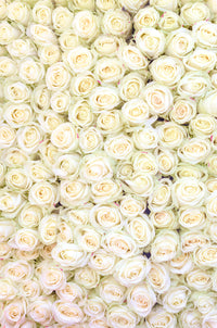 White Roses at the Marche
