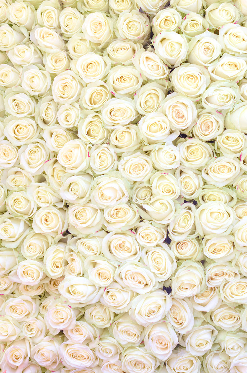 White Roses at the Marche