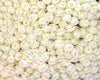 White Roses at the Marche