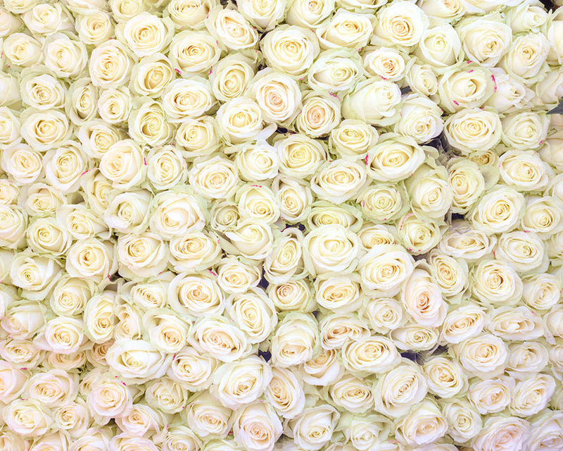 White Roses at the Marche