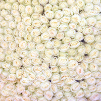 White Roses at the Marche