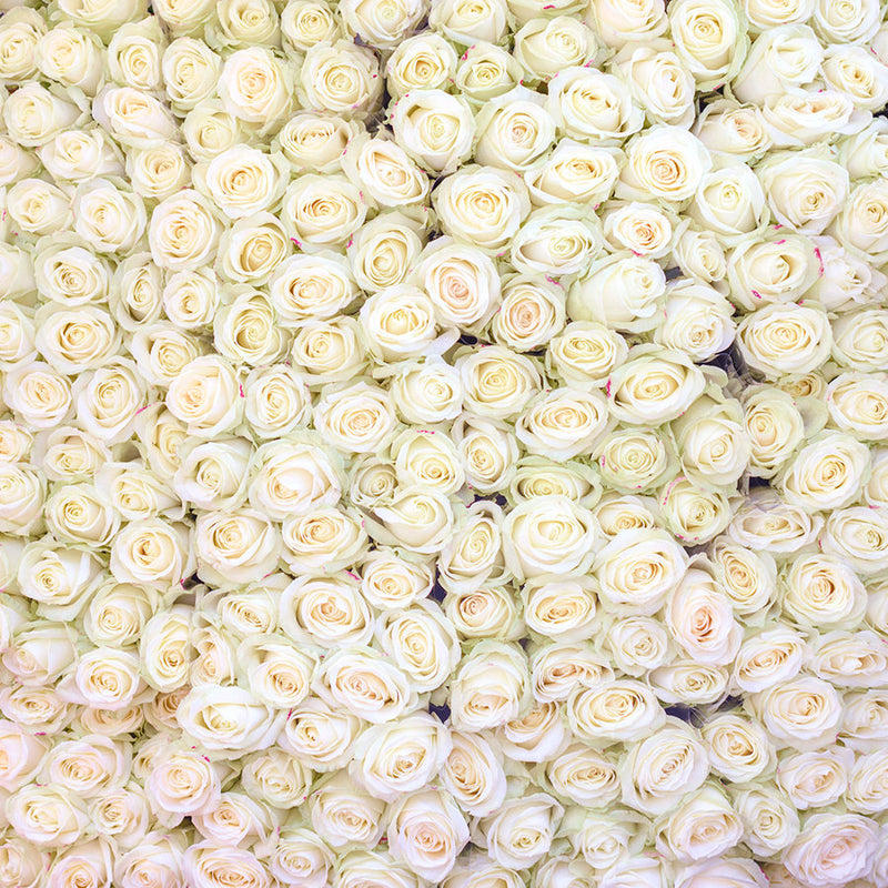White Roses at the Marche