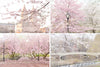 The Central Park Collection