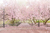 The Central Park Collection