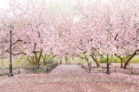 The Central Park Collection