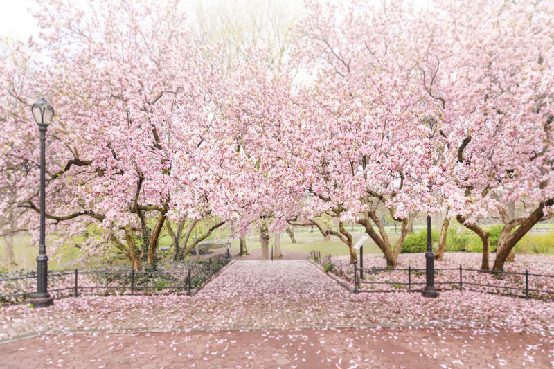 The Central Park Collection
