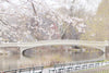 The Central Park Collection