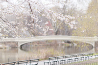 The Central Park Collection
