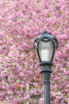 The New York Cherry Blossom Collection