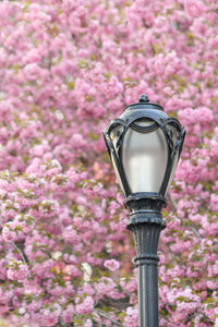 The New York Cherry Blossom Collection
