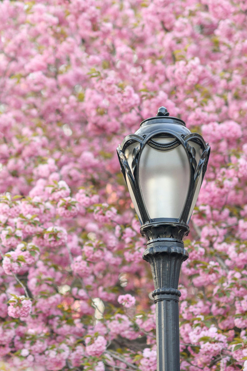 The New York Cherry Blossom Collection