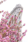 The New York Cherry Blossom Collection