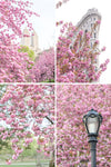 The New York Cherry Blossom Collection