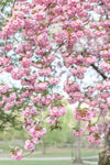 The New York Cherry Blossom Collection