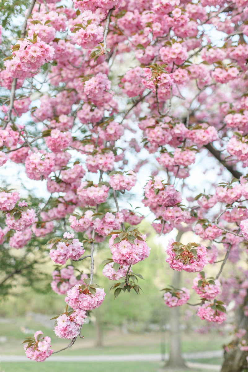 The New York Cherry Blossom Collection
