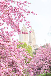 The New York Cherry Blossom Collection