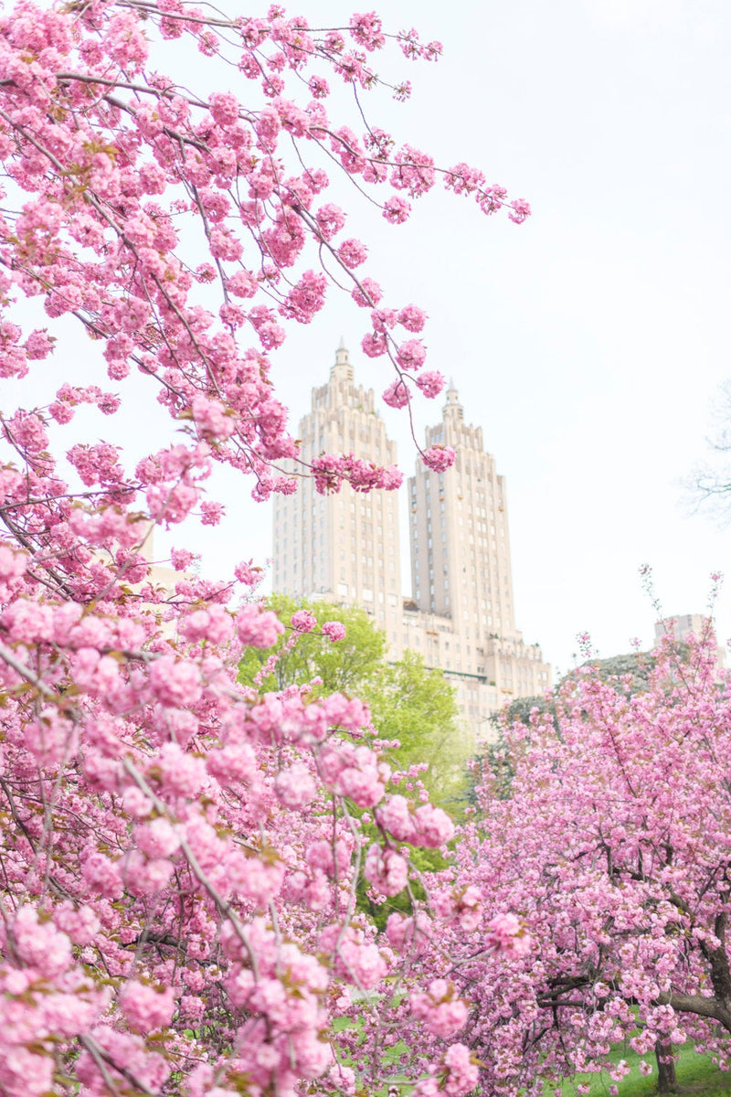 The New York Cherry Blossom Collection