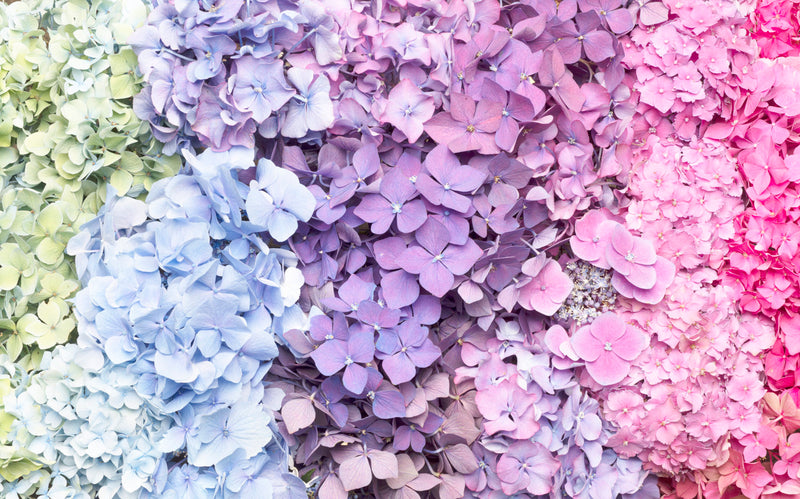 Hydrangea Carpet