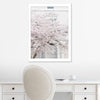 White Cherry Blossoms in Notting Hill
