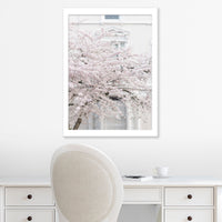 White Cherry Blossoms in Notting Hill