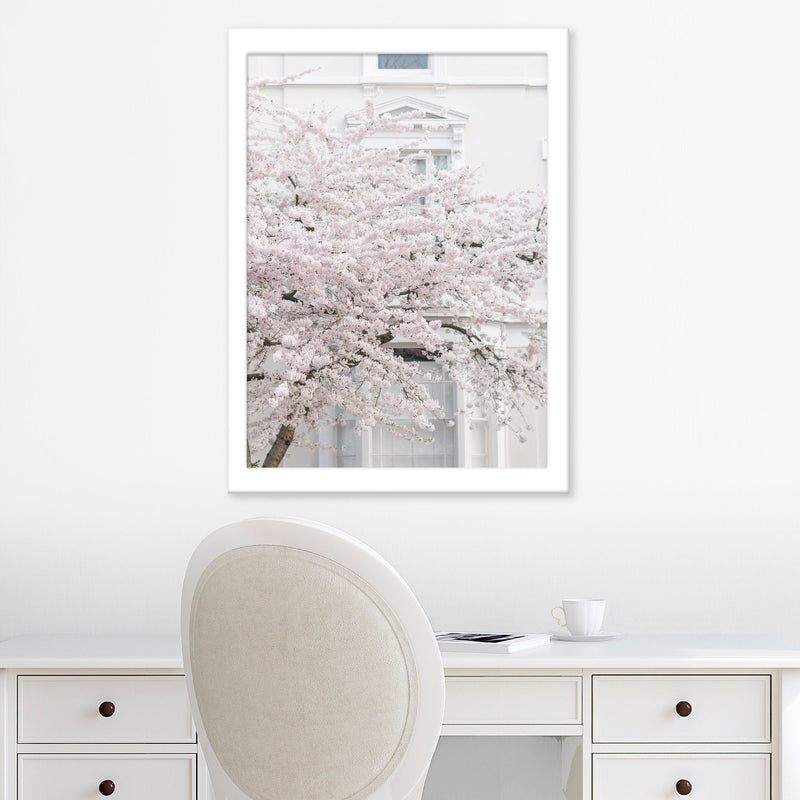 White Cherry Blossoms in Notting Hill