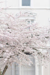 White Cherry Blossoms in Notting Hill